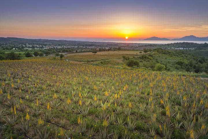 THE CHILL REPORT- Austria: Κως καλοκαίρι 2021 - 8 λόγοι να επισκεφθείς το νησί