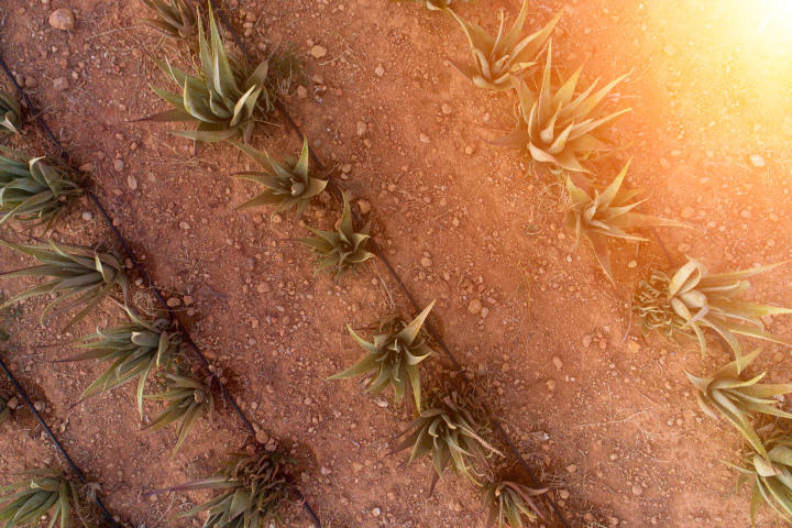 Ιδιότητες που έχει η αλόη και θεραπεύει.